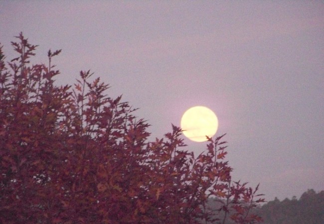 Luna llena entre las ramas del roble americano, a las nueve de la noche, saliendo por el Nordeste.