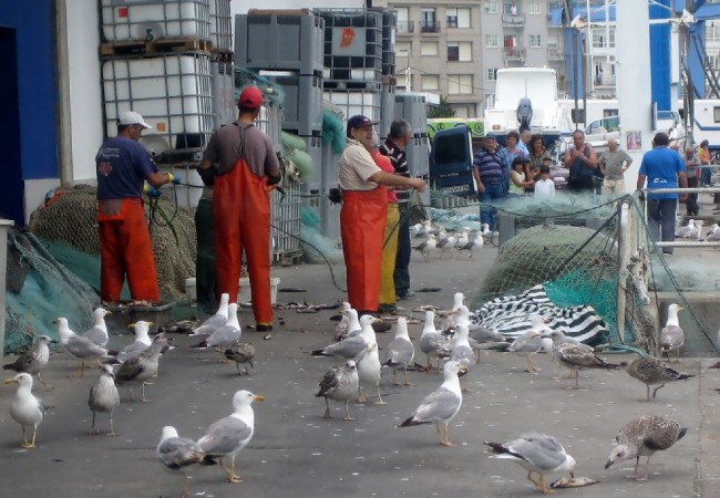 20:42 Marineros y gaviotas. Cortesía de un lector gallego.