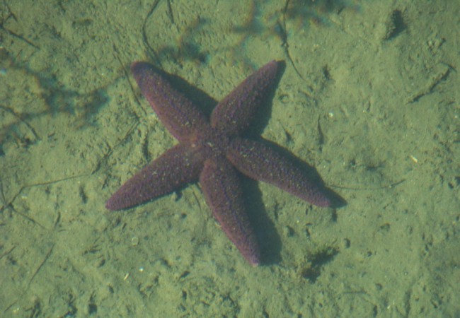 7:34 del Lunes 17 de Noviembre de 2008

Bajó tanto la marea tras la luna llena, que el pantalán casi tocaba el fondo y desde allí saqué la fotografía de esta estrella de mar común (Asterias rubens)que come mejillones.