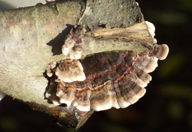 Hablábamos ayer de los yesqueros, pues bien aquí va otro que fotografié el año pasado: Yesquero multicolor(Polyporus versicolor