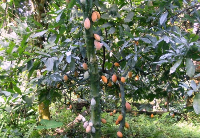 9:07  Árbol del cacao fotografíado por un cooperante en Guinea Ecuatorial.