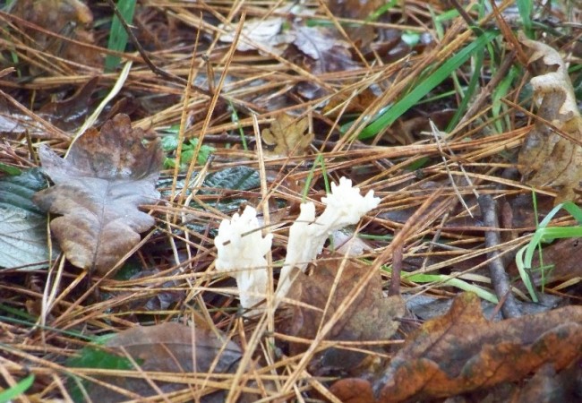 18:34 del Domingo 7 de Diciembre de 2008

Podía haber esperado a mañana, pero ha sido hoy cuando me he encontrado por vez primera lo que se llama vulgarmente “Spaguetti de monte”, o mejor dicho: Clavulina rugosa.