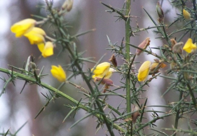 17:46 del Lunes 8 de Diciembre de 2008

Decía Camilo José Cela que el tojo era la flor más gallega. Alumbra los montes de amarillo cuando los días son más oscuros aunque, en vez de hojas, tiene pinchos.