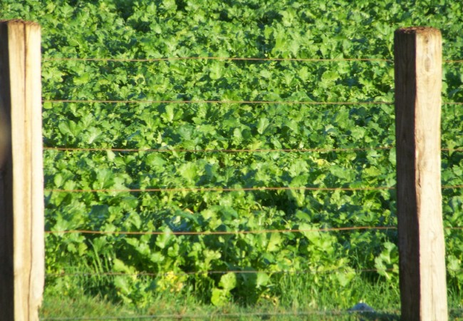 9:23 del Miércoles 10 de Diciembre de 2008 

Estaba pensando ayer que hacía mucho que no veía un pájaro carpintero, de esos que son verdes y amarillos y rojos, cuando hace un momento,he visto uno aquí mismo.