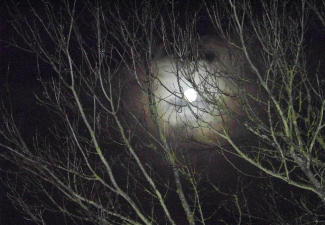 7:04  Así estaba esta mañana la luna, casi llena, tras una nube y las ramas del arce, con su halo rosa.