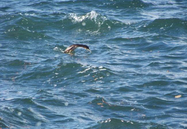 9:54 del Lunes 15 de Diciembre de 2008

En “leer más”, pinchando sobre la fotografía, se aprecia cómo da el cormorán su “golpe de riñón”, la voltereta que hacen los submarinistas antes de sumergirse en el agua.