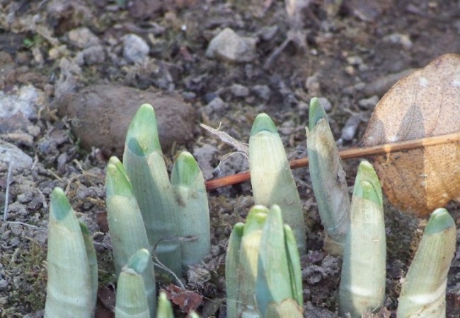 12:00  del Sábado 27 de Diciembre de 2008

Buenos días. Ahora que el año se acaba, emergen de la tierra.