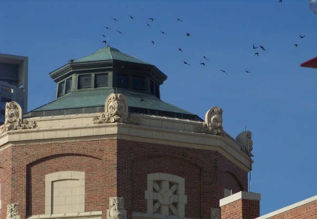 21:52 Así, de lejos, me pareció una bandada de estorninos negros los pájaros que se posaron ayer en la torre de la entrada del Navy Pier, a la orilla del lago Michigan.