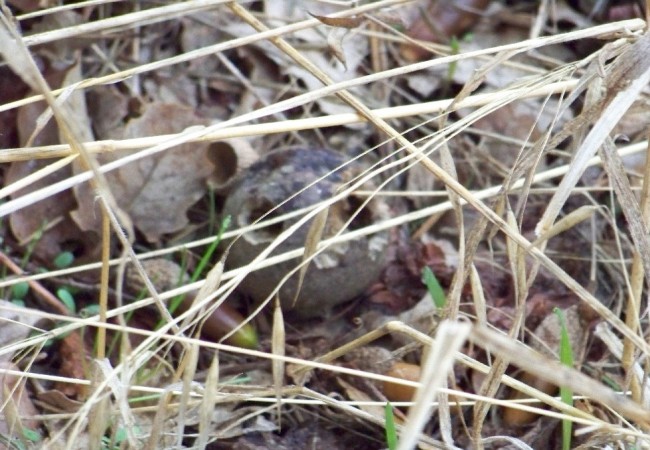 16:14 del Martes 6 de Enero de 2009

Posible definición para nuestro Diccionario de la Naturaleza.

AGALLA: Cecidio de roble y de otras especies del género Quercus, con forma globulosa y poco peso 
