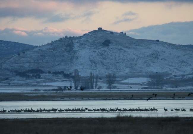 16:47 Fotografías e información: 
      Javier Mañas, desde el albergue ALLUCANT   
      a la orilla de la laguna aragonesa de
      Gallocanta.
 
Ayer día de Reyes nevó al medio día, justo cuando estábamos comiendo.