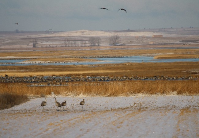 16:58  Texto y fotografías: Javier Mañas desde el albergue ALLUCANT en la laguna aragonesa de  
GALLOCANTA.
   

Esta mañana ha salido el día despejado pero la temperatura era baja, siete grados bajo cero,