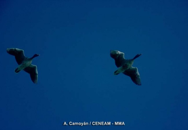 8:28 del Viernes 16 de Enero de 2009 

Quizás una bandada de ánsares, como estos dos ánsares comunes en vuelo, fueron las aves que ayer por la tarde detuvieron los motores de un avión en Nueva York.