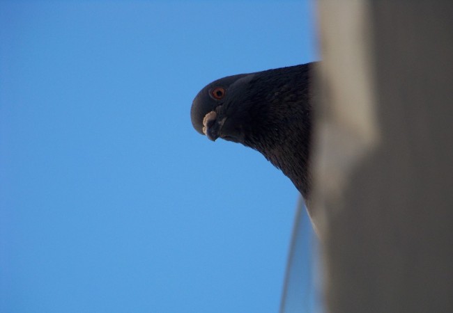 9:41 del Martes 20 de Enero de 2009

Buenos días desde Valencia. Hace un día maravilloso y el cielo está por aquí lleno de aves: he visto gaviotas, grandes bandadas de estorninos e incluso una cotorra pasar volando.