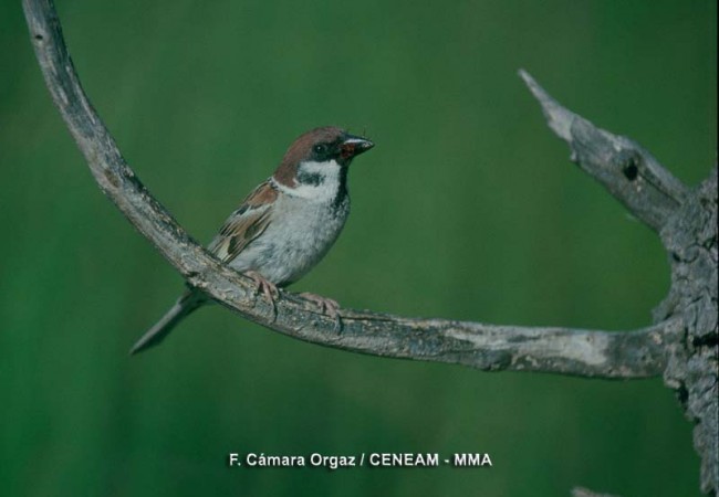 “Buenas tardes Mónica:
 
Nuevamente me permito hacerle llegar a través de ésta, otros episodios
acaecidos en mis andanzas por los campos, observando los caprichos de las
aves y otros habitantes de la naturaleza. 




