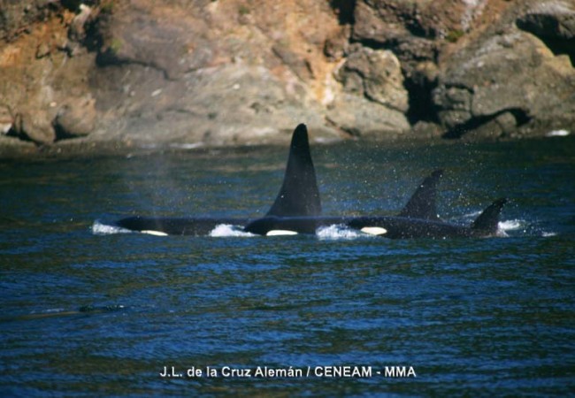 8:35 del Martes 27 de Enero de 2009

Estas orcas de la fotografía cuyo autor es José Luis de la Cruz Alemán, son de archivo, pero aquí las vamos a tener recién retratadas por los biólogos de TURMARES TARIFA cada vez que las avisten por