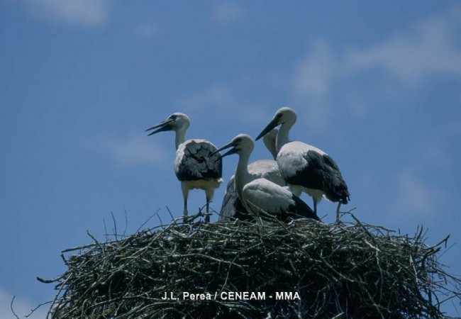 8:45  del Martes 3 de Febrero de 2009

Buenos días. Son las 8:45 de la mañana, y ya ha amanecido en Doñana, donde hay ahora mismo luz suficiente como para ver que el nido de cigüeña que enfoca la cámara, está lleno en este momento