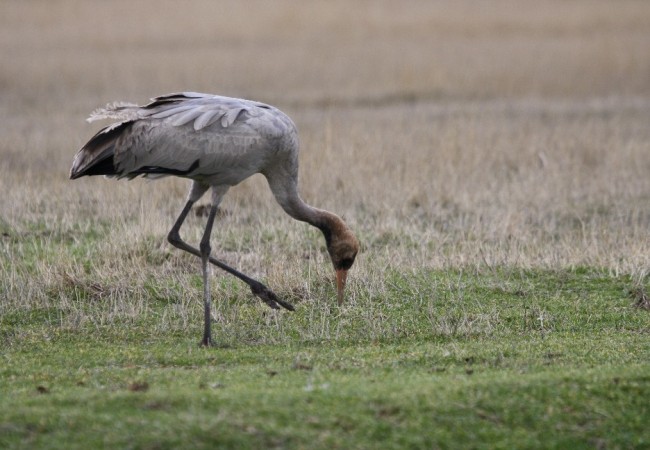 Muy buenas. Quizá esté ya de vuelta este jovenzuelo de grulla que a primeros de año fotografió Javier Mañas en la laguna aragonesa de Gallocanta, pues ya han llegado las primeras grullas a Extremadura, justo para la montanera, que este año