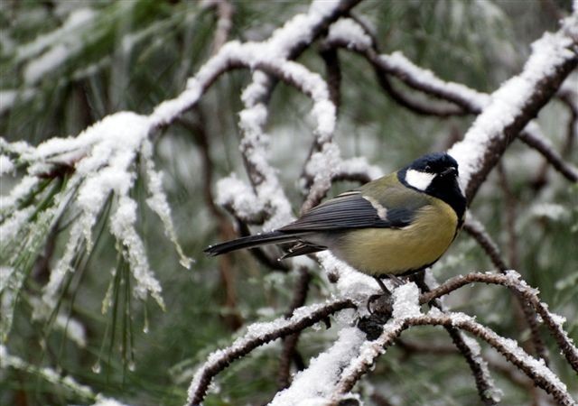 9:31

“Recordarán los madrileños, que la semana pasada nevó. No tanto como a comienzos de enero, cuando se colapsó todo movimiento relacionado con el trajín de las personas, pero nevó.



