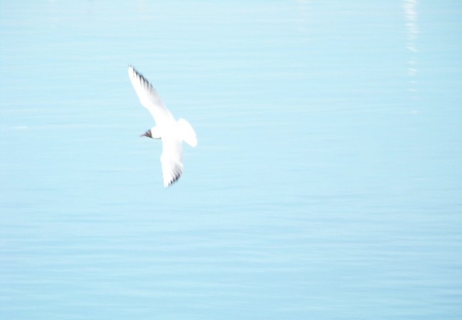 7:42 del Miércoles 18 de Febrero de 2009

Buenos días. Nunca, hasta ayer, había visto una gaviota con la cabeza tan oscura. 

