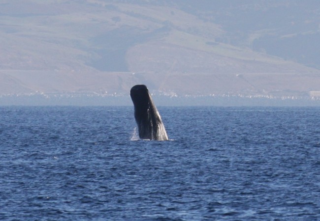 13:40

Lo que escribimos aquí ayer, gracias a la información de Whale Watch España, lo confirman también ahora los investigadores de Turmares: los cachalotes permanecen también en invierno en las aguas del Estrecho de Gibraltar.