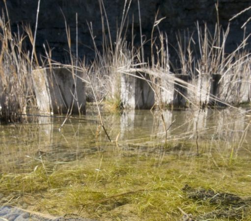 Puesta de sapo corredor (Bufo calamita)