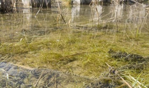 19:38

¿Qué flota en el centro de la charca? ¿Una cuerda oscura y vieja? ¿Una serpiente? ¿Un alga de agua dulce? La ASOCIACIÓN HERPETOLÓGICA ESPAÑOLA nos da la respuesta. 

