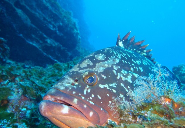 13:01

Parece mentira, con el temporal que tenemos ahora mismo, en el que los eucaliptos se cimbrean como juncos, que en la isla afortunada de El Hierro, esté el agua tan clara.