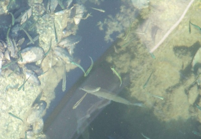 9:30

Buenos días. Anteayer, junto al río Labra, me contó un experto pescador, con las manos llenas de cicatrices de anzuelo, algo que no sabía: