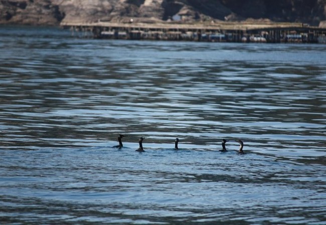 12:47

Buenos días de nuevo.

Nunca había visto a tantos cormoranes pescando juntos.