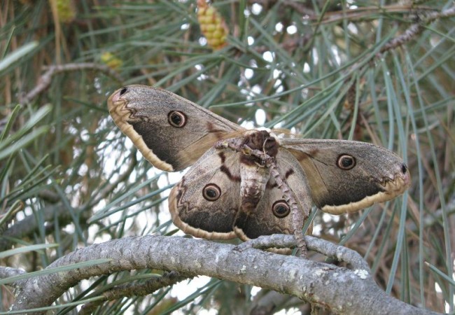 10:35

Esta magnífica fotografía, se corresponde con el encuentro ayer de una lectora con la mayor mariposa nocturna europea, el Gran Pavón de Noche (Saturnia pyri).