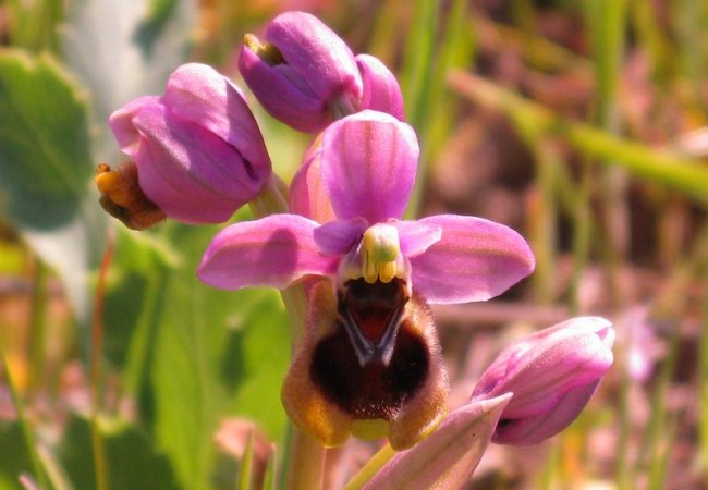 11:19

Según Pilar de Cáceres están florecidas las orquídeas del género Ophrys (posiblemente O. tenthredinifera).