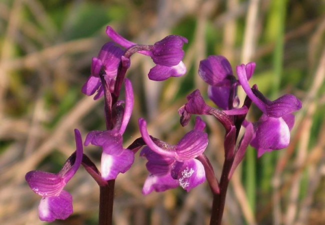 10:03

“Querida Mónica:
A tan sólo dos kilómetros de la ciudad de Cáceres, en un encinar de menos de una hectárea, he descubierto florecidas este domingo, 22 de marzo, dos especies de orquídeas.
