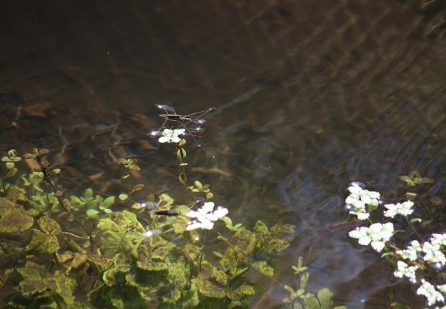 8:26

Nunca como este año he visto el agua del río tan limpia