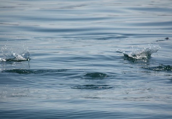 10:43
Buenos días.

La primavera también ha llegado al mar, que está ardiendo de peces.

