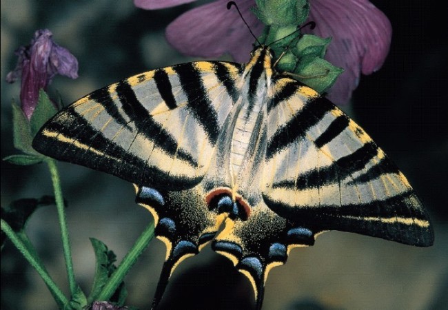 14:10 

Como ya anunciamos la semana pasada, vamos a conocer y a reconocer aquí, poco a poco, las especies de mariposas que vuelan por la comarca de Aranjuez, gracias a los profesores J.G Granados, J.L Viejo y C.G. Aizpurua.