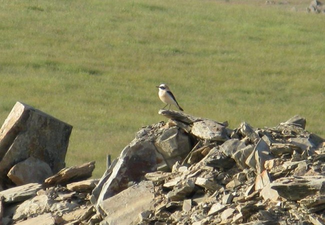 9:02

Querida Mónica: el día de ayer fue una sorpresa encontrarme con dos especies de aves que vienen en primavera desde África, donde han pasado el invierno.
