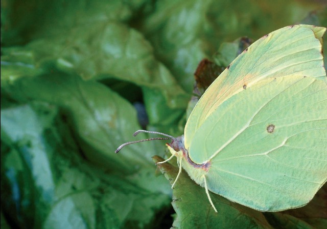 8:18


Esta es una especie de mariposa que pasa el invierno a la intemperie, a ras de suelo.