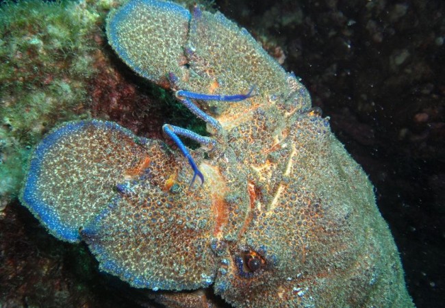 8:25

Langosta Canaria fotografíada por Cristóbal Richart, submarinista de Buceo la Restinga, que nos escribe desde El Hierro su crónica del día: