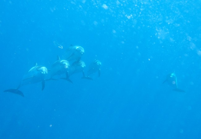 Delfines haciendo aros