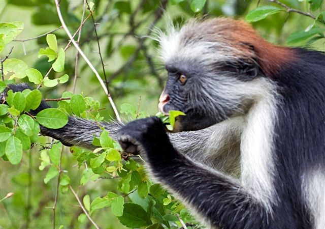 19:51

“Hola, estimada Mónica:

Si te acuerdas, te comenté que me iba a escapar por tres semanas a Tanzania. Ya estoy de vuelta