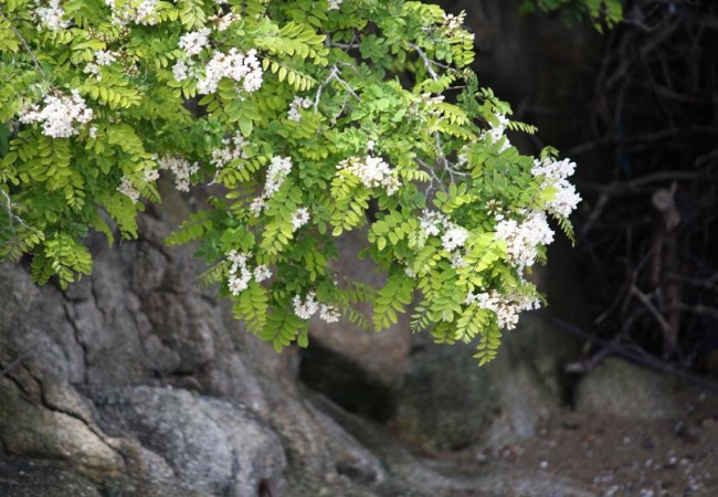 10:23

En cuanto desembarcamos el sábado junto al castillo de San Felipe, se me fueron los ojos hacia esta acacia junto al mar, florecida de blanco.