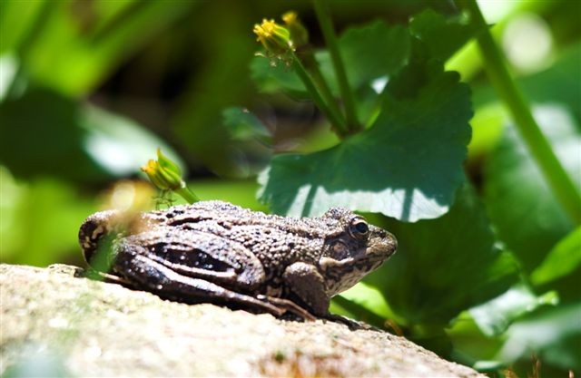 18:03

Carta y foto de Karin F.:

“Han empezado a croar las ranas en el estanque de mi jardín. No cabe duda: llegó el buen tiempo.”
