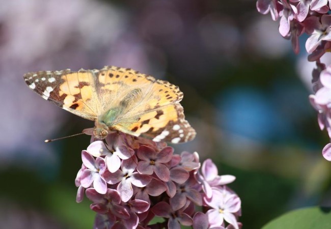 9:03

Ampliando tras pinchar en “leer más” se ve perfectamente la probóscide de esta mariposa que acude al atardecer a los lilos en flor de La Rioja.