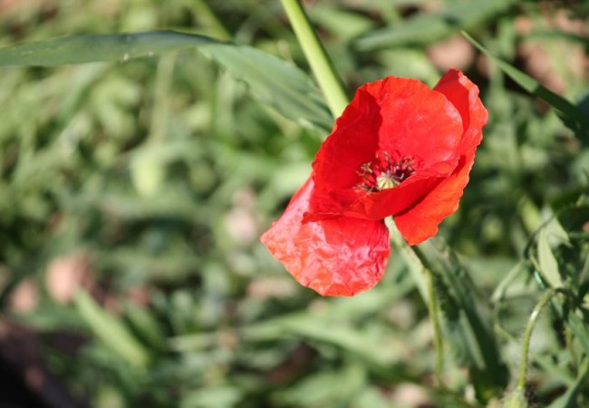 8:43

Las cosas cambian, pero las flores siguen siendo las mismas.