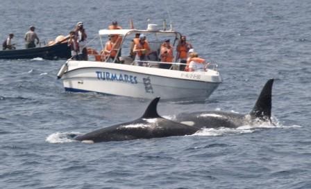 11:08

En los primeros días de mayo se han visto y fotografíado grupos de Orcas frente a la playa y en el canal del puerto de Barbate.

