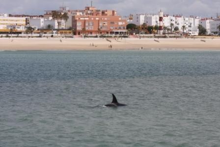 Fotografíadas por Aurelio Morales, vemos a las orcas frente a la playa de Barbate.