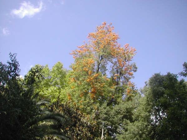 11:11

Desde Sevilla nos escribe Joaquín acerca de este Pino de Oro plenamente florecido, sobre un cielo muy azul, ayer.