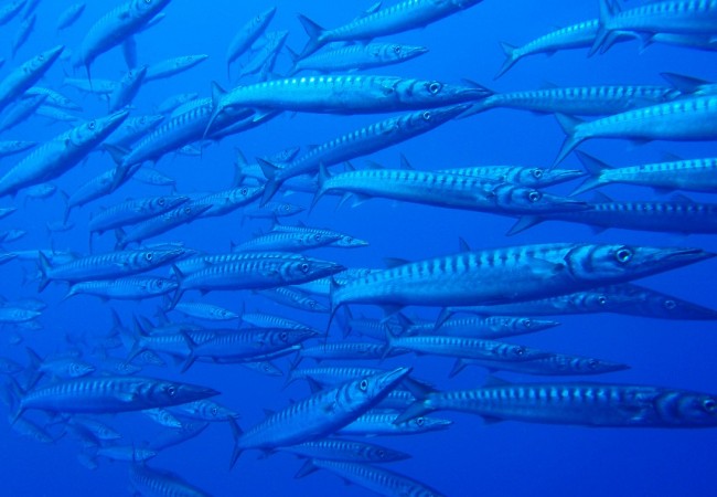 18:23


Crónica enviada por el submarinista Cristóbal Richart sobre las Bicudas, esos peces que en el Caribe son más grandes y se llaman Barracudas.