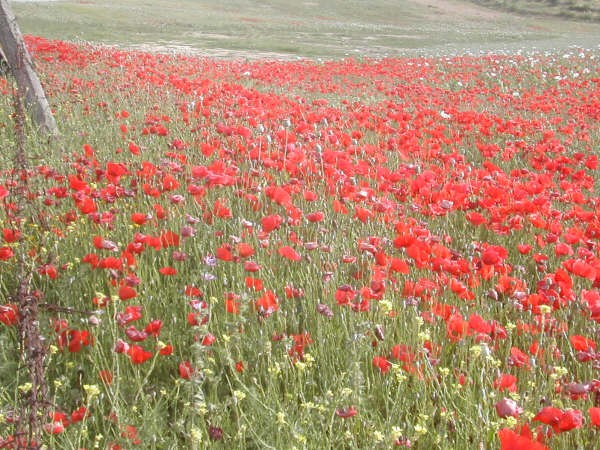 18:47

Amapolas en Sevilla esta mañana, fotografíadas por Joaquín, en el campo donde mejor sobreviven.