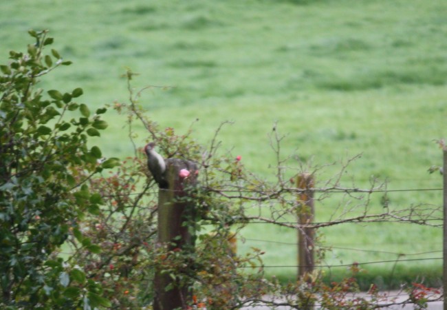 13:18

Antes de salir de casa esta mañana, a eso de las ocho, estaba este pájaro carpintero, que siempre es el mismo, esta vez junto a la valla y el rosal florecido. Casi sin tiempo,